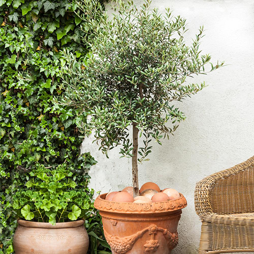 A square image of a 'Pendolino' growing in a terra cotta pot outdoors.