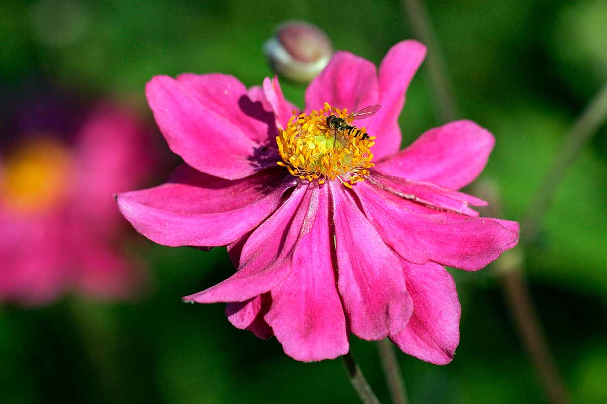 A close up horizontal image of a bright pink anemone flower with a yellow center and a bee feeding, pictured in bright sunshine on a soft focus background.
