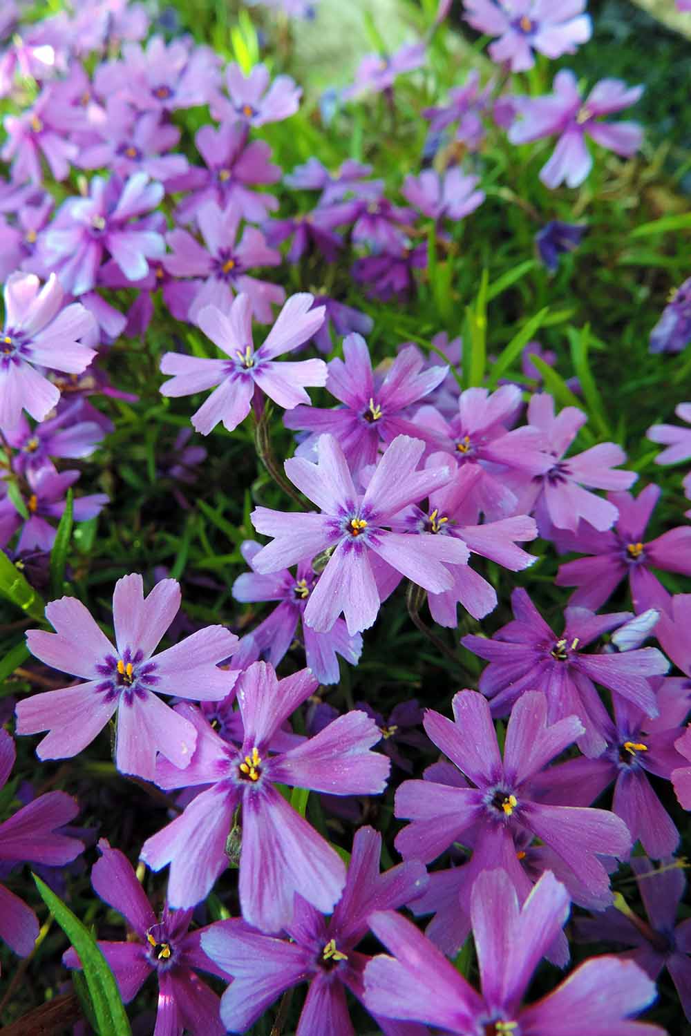 A close up vertical image of pink creeping phlox flowers growing in the garden.