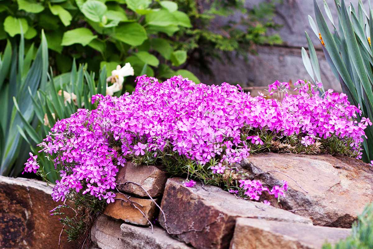 A close up horizontal image of bright pink creeping phlox growing in a rock garden.