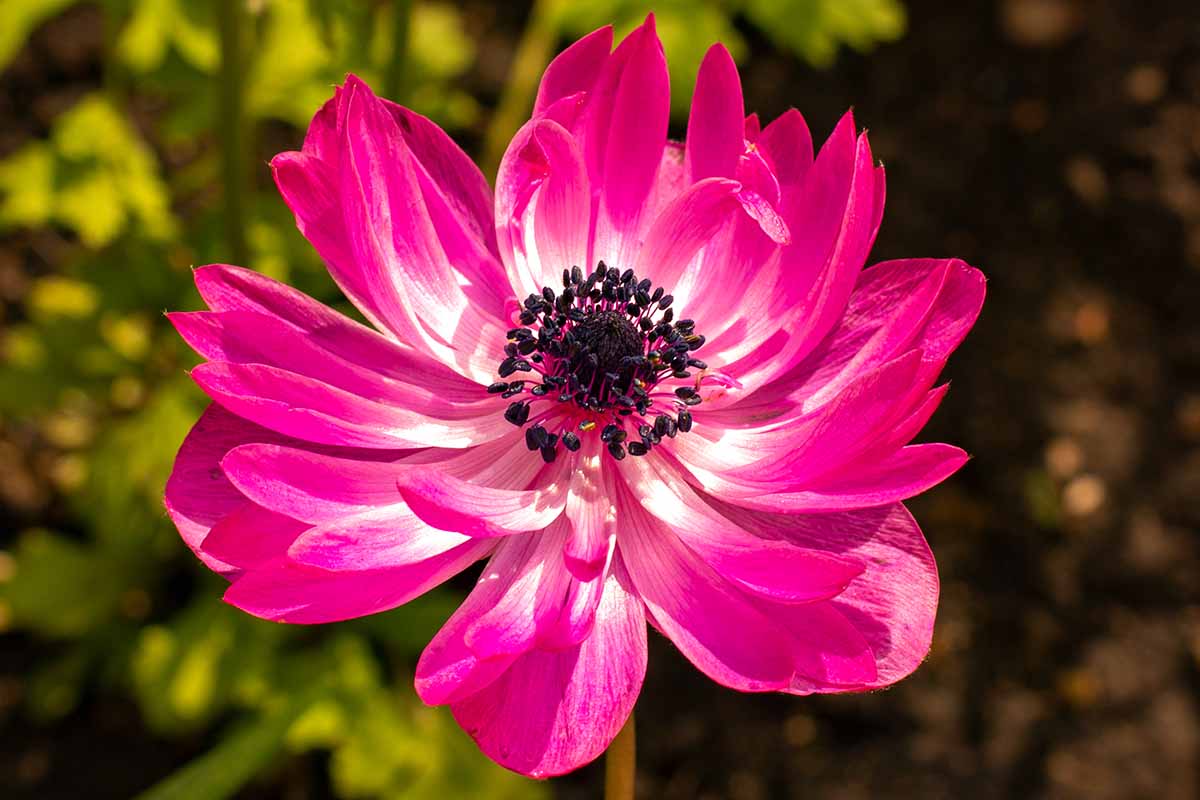 A close up horizontal image of a pink, double-flowered 'St Brigid' anemone pictured in bright sunshine.