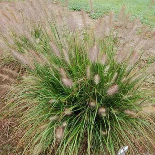 A close up square image of Praline fountain grass, a compact specimen growing in the garden.