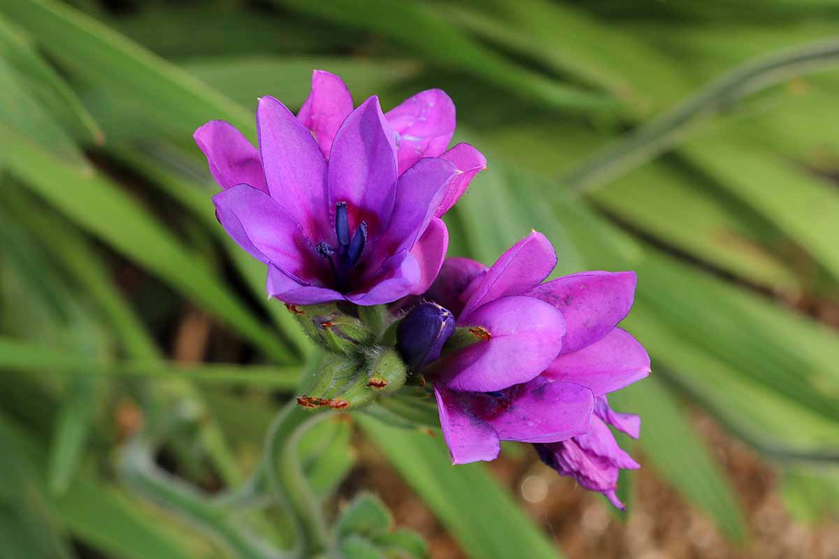 A close up horizontal image of deep pink baboon flowers growing in the garden pictured on a soft focus background.