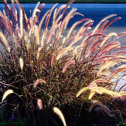 A close up square image of purple fountain grass growing in the garden.