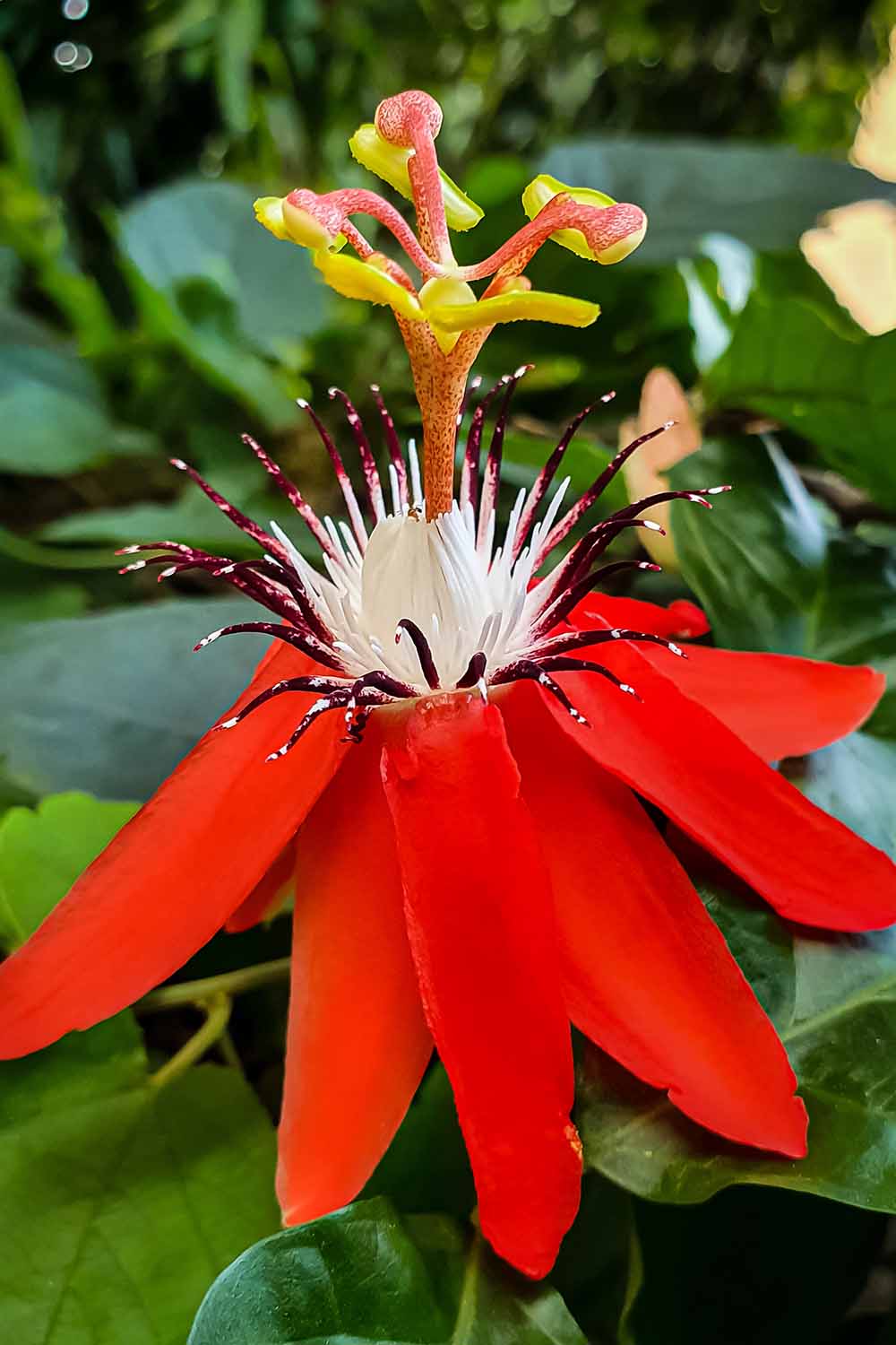 A close up vertical image of a red passionflower with white and burgundy filaments pictured on a soft focus background.