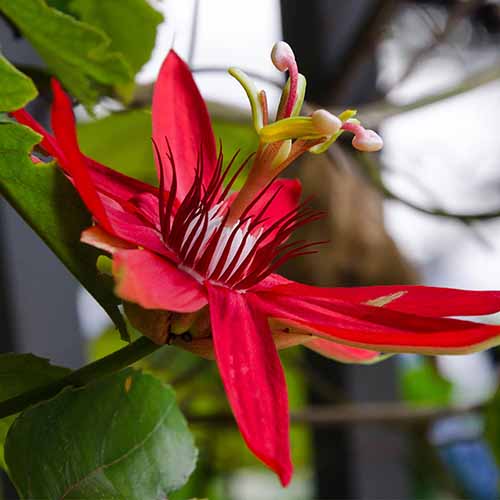 A square image of a red passionflower pictured on a soft focus background.