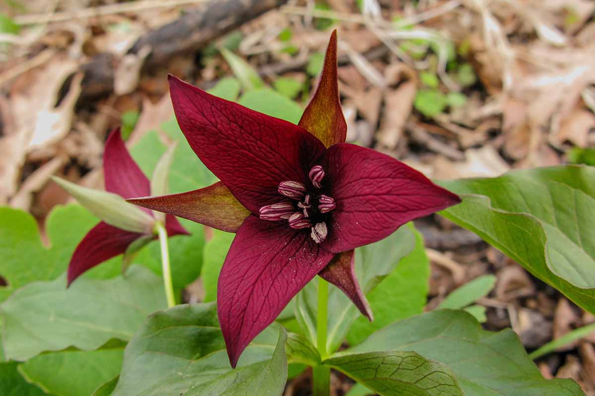 A close up horizontal image of red trillium flowers growing in a woodland area.