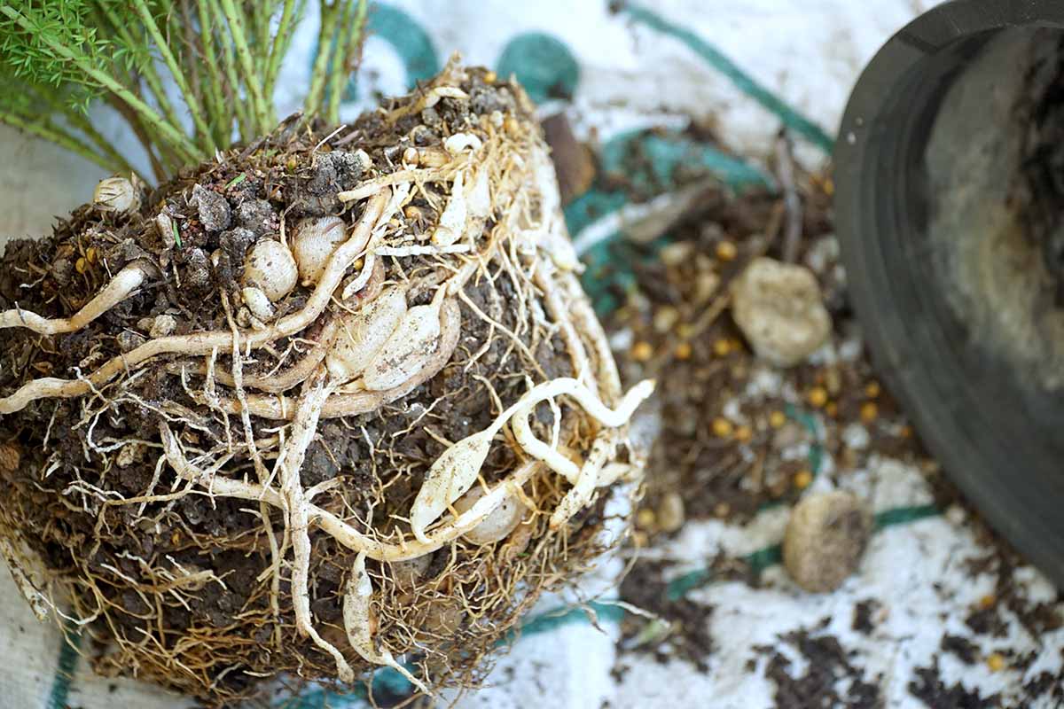 Horizontal closeup image of a rootbound asparagus fern planted in a mixture of potting soil and small stones, with some crumbly soil on the work surface, next to a black container, on a white striped background.