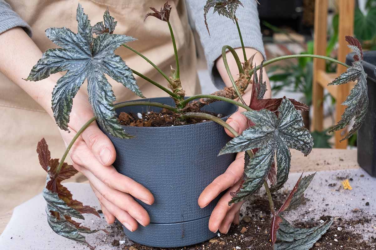 A close up horizontal image of a gardener holding a potted gryphon begonia ready for re-potting.