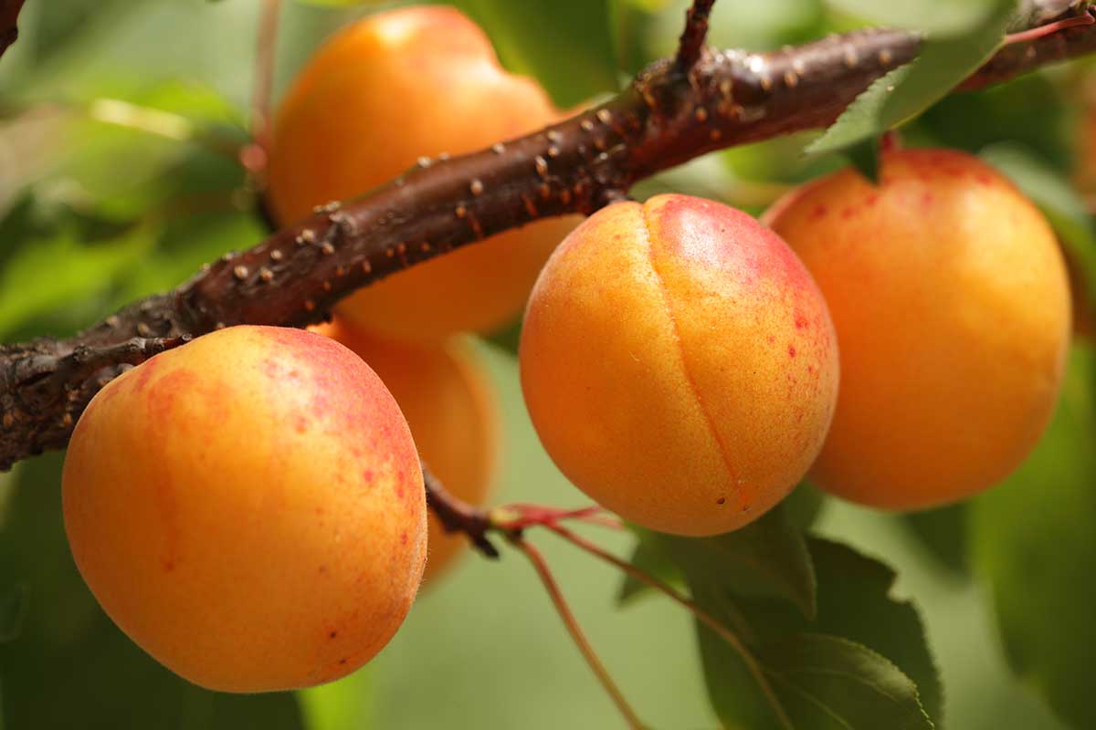A close up horizontal image of ripe, ready to harvest apricots pictured on a soft focus background.