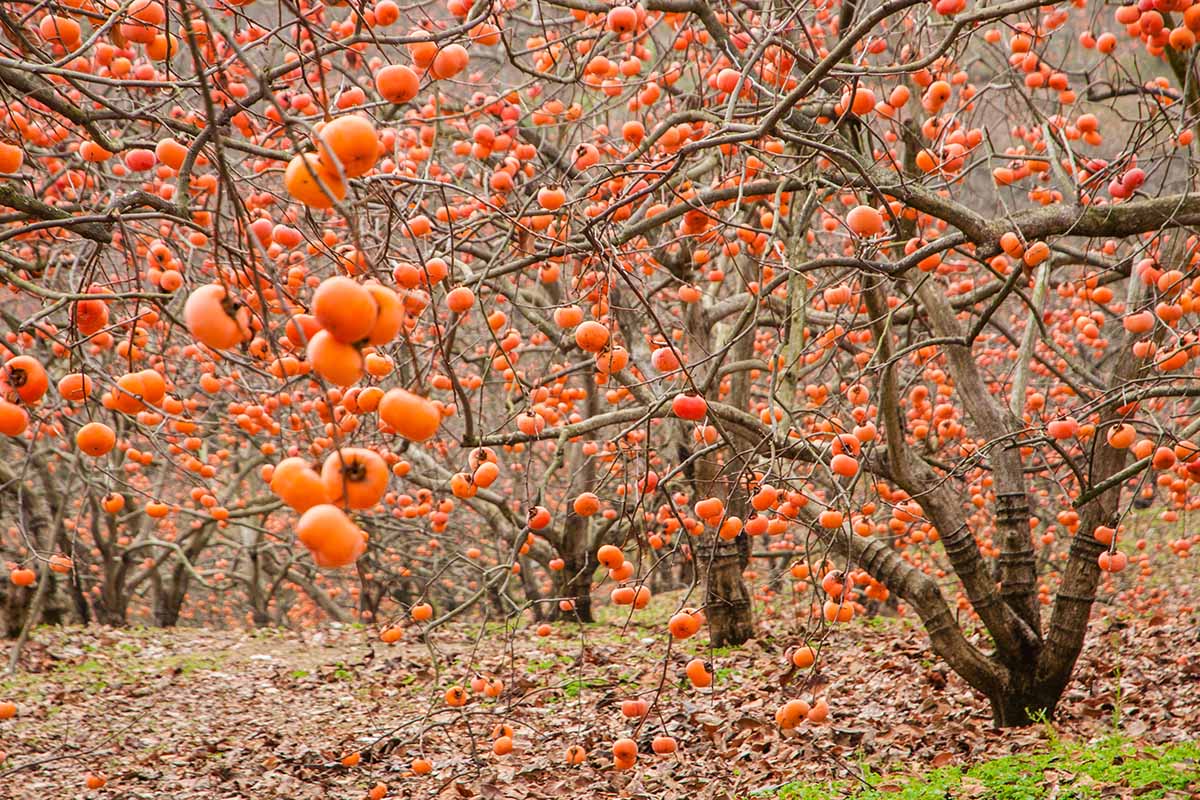 A horizontal image of a Korean orchard of Diospyros kaki trees with ripe orange fruit ready for picking, with autumn leaves surrounding the trees.