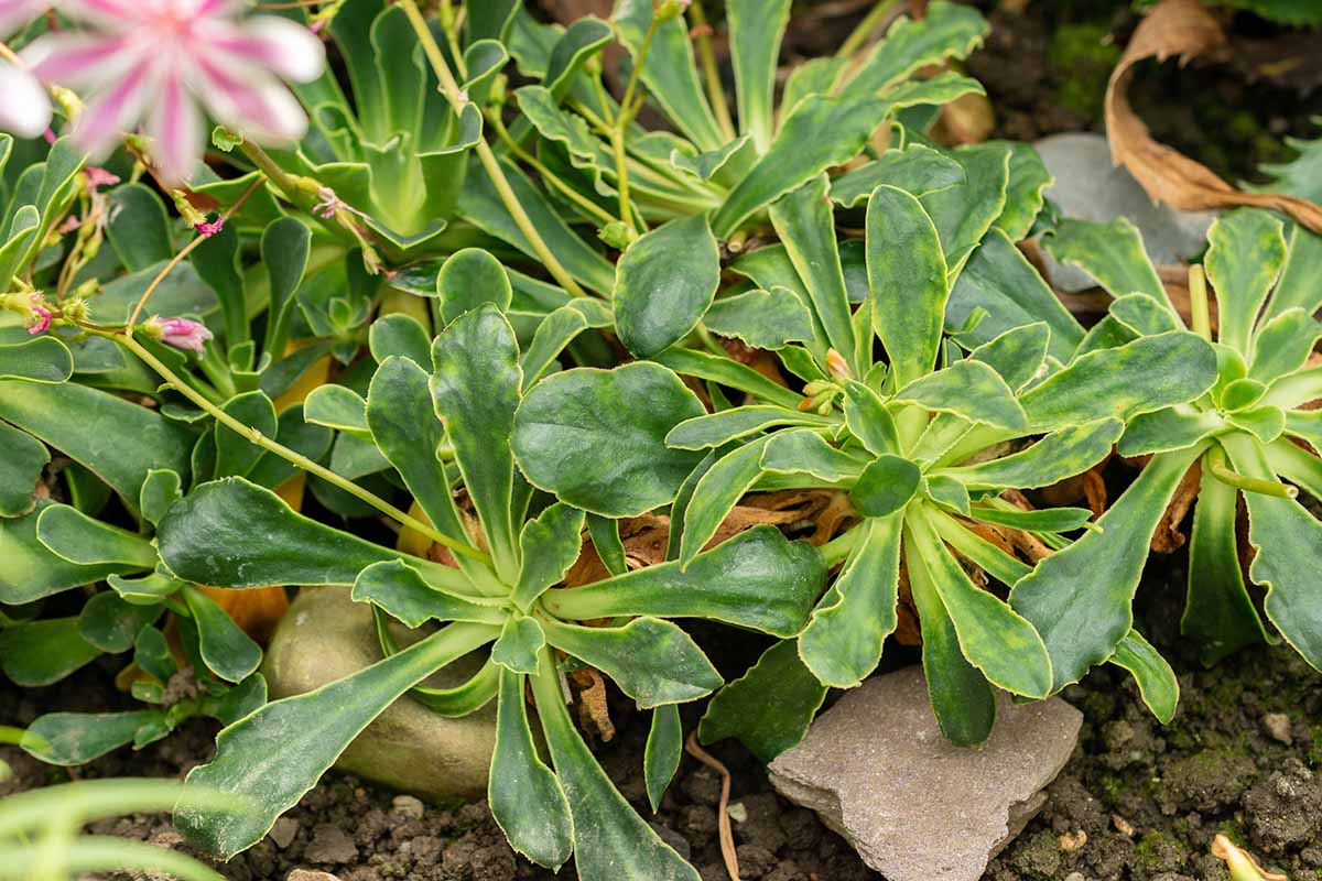 A close up horizontal image of the succulent rosettes of cliff maids foliage.