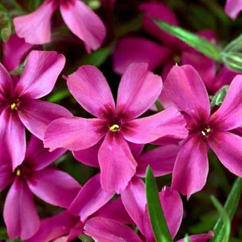 A square image of the magenta-red flowers of 'Scarlet Flame' creeping phlox pictured on a soft focus background.