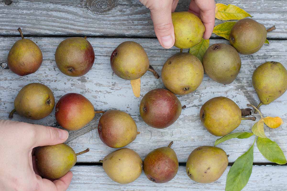 A close up horizontal image of 'Seckel' pears on a wooden surface with hands showing scale.