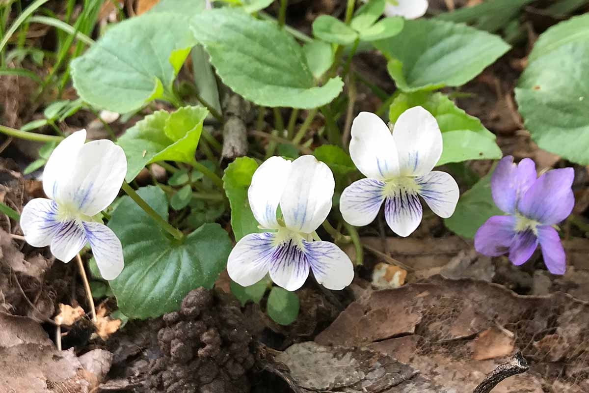 A close up horizontal image of common blue wild violets growing in the garden.