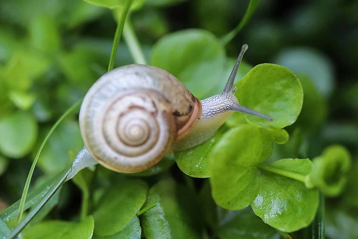 A close up horizontal image of a snail feeding on green foliage in the garden.