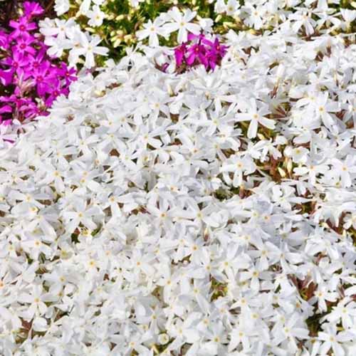A close up square image of white 'Snowflake' creeping phlox flowers growing in the garden.