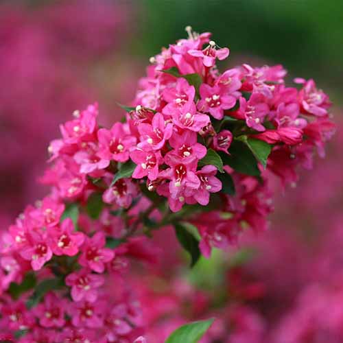 A close up square image of Sonic Bloom pinkish red weigela flowers pictured on a soft focus background.