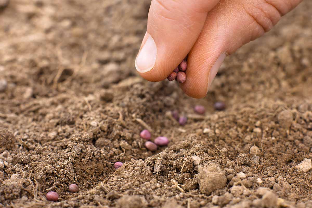 A close up horizontal image of a hand from the right of the frame sowing seeds into the garden.