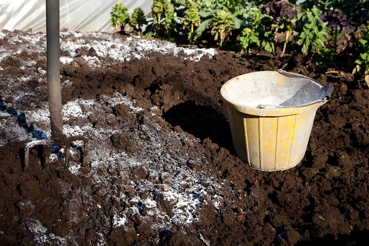 A close up of a garden fork set in dark, rich garden soil, with a yellow bucket to the right, spreading around a white fertilizer substance, pictured in bright sunshine with vegetable crops in soft focus in the background.