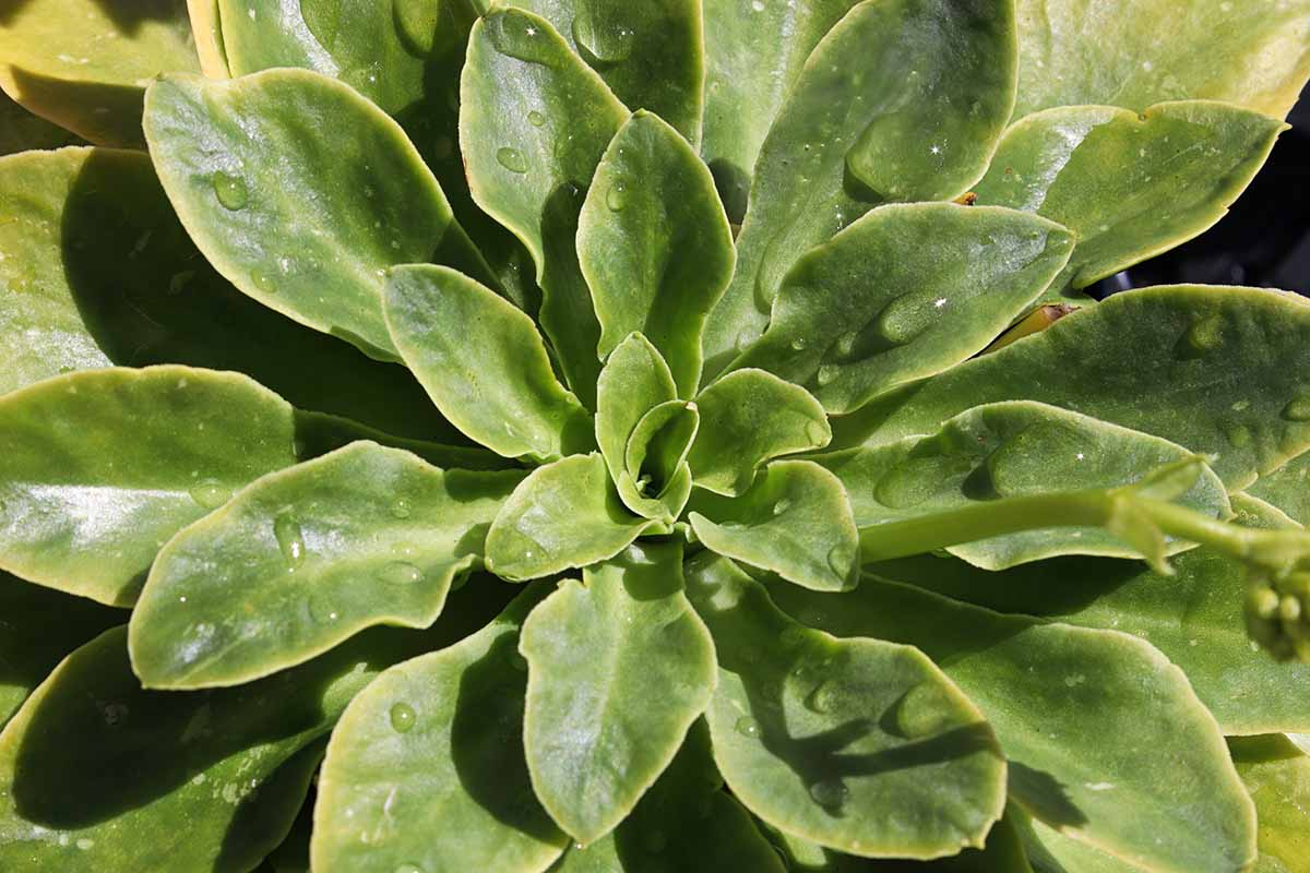A close up horizontal image of the succulent foliage with droplets of water on the leaves.