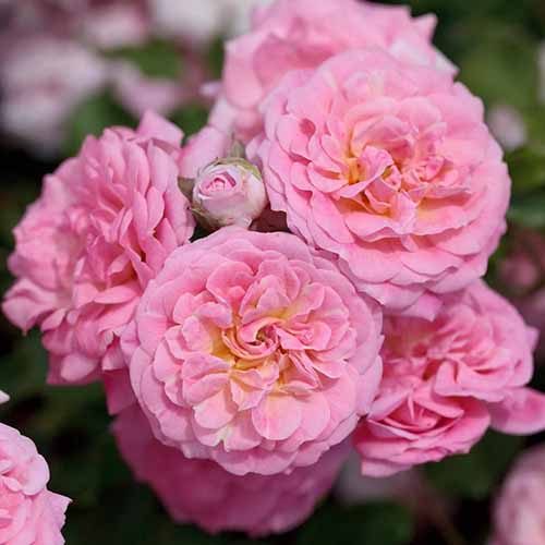 A close up square image of pink Sweet Drift roses growing in the garden pictured on a soft focus background.
