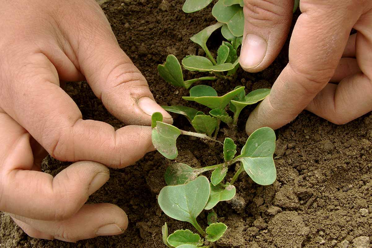 A close up horizontal image of hands on each side of the frame thinning seedlings in the garden.