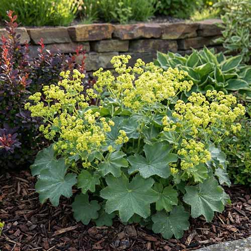 A close up square image of 'Thriller' lady's mantle growing in a garden border surrounded by mulch.