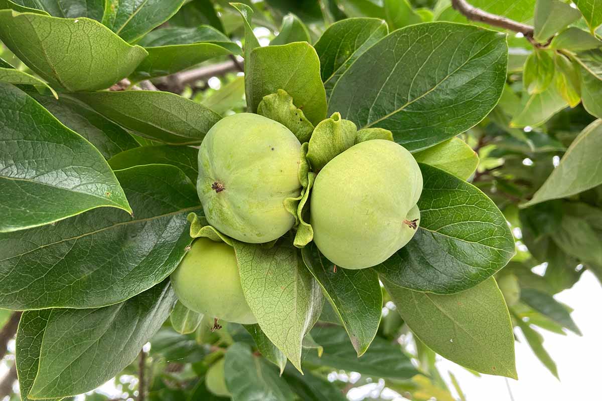 A close up horizontal image of unripe Diospyros kaki fruit growing on the tree pictured on a soft focus background.