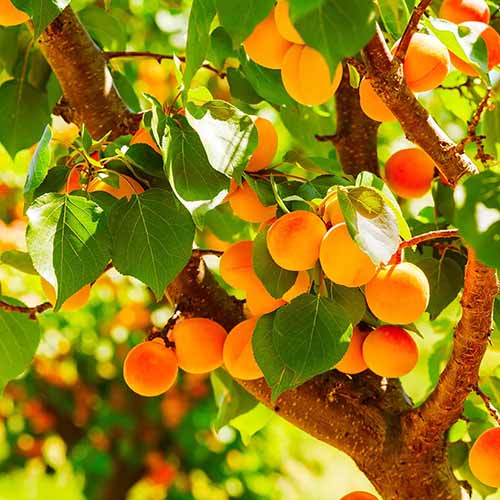 A close up square image of 'Wenatchee' apricots ripe and ready for harvest pictured in bright sunshine.