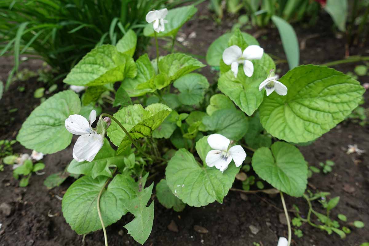 A close up horizontal image of a patch of Viola sororia white flowers growing in the garden.
