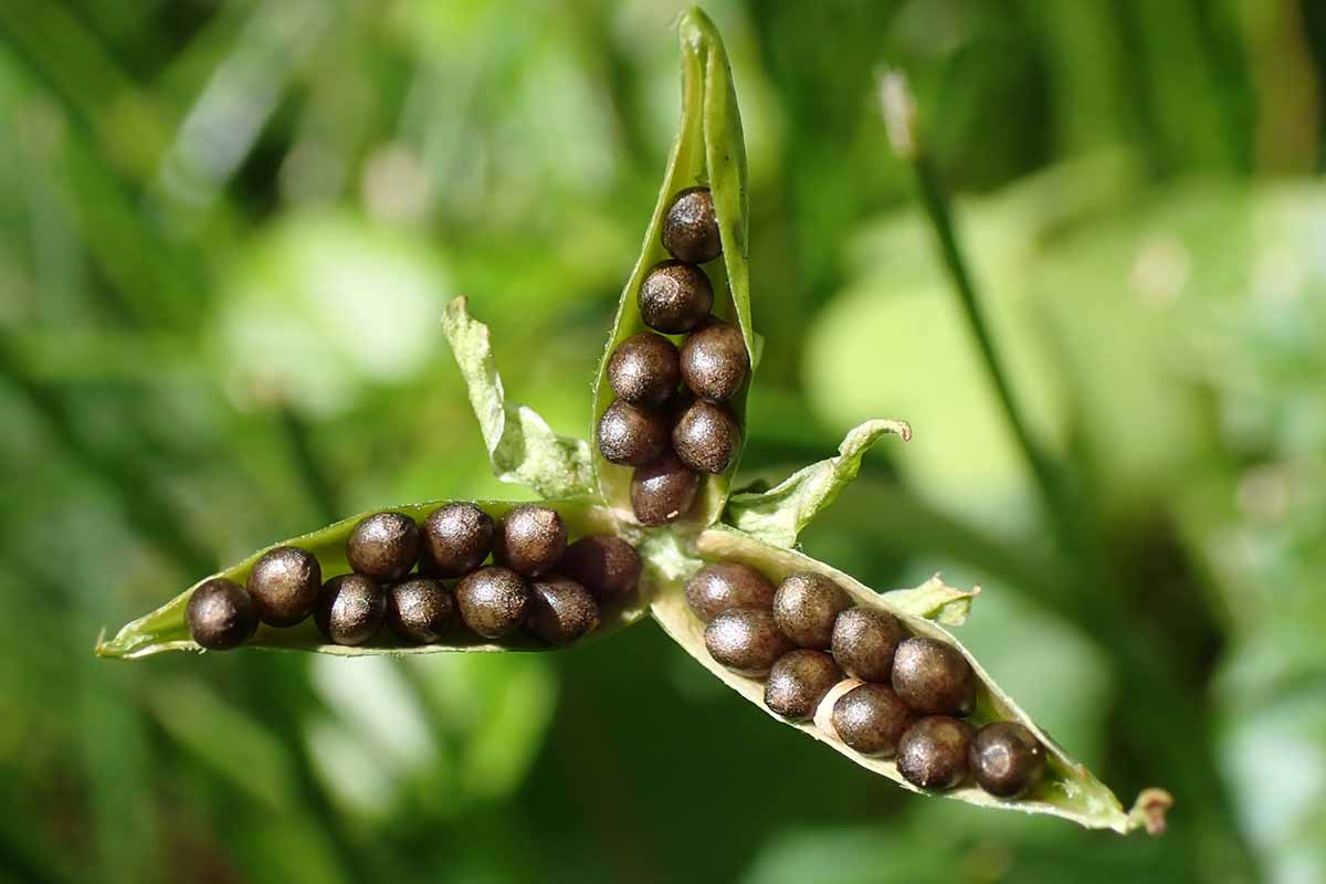 A close up horizontal image of an open wild violet seed pod pictured on a soft focus background.