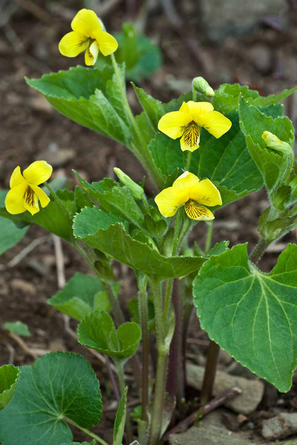A close up vertical image of yellow Viola pubescens flowers growing wild, pictured on a soft focus background.