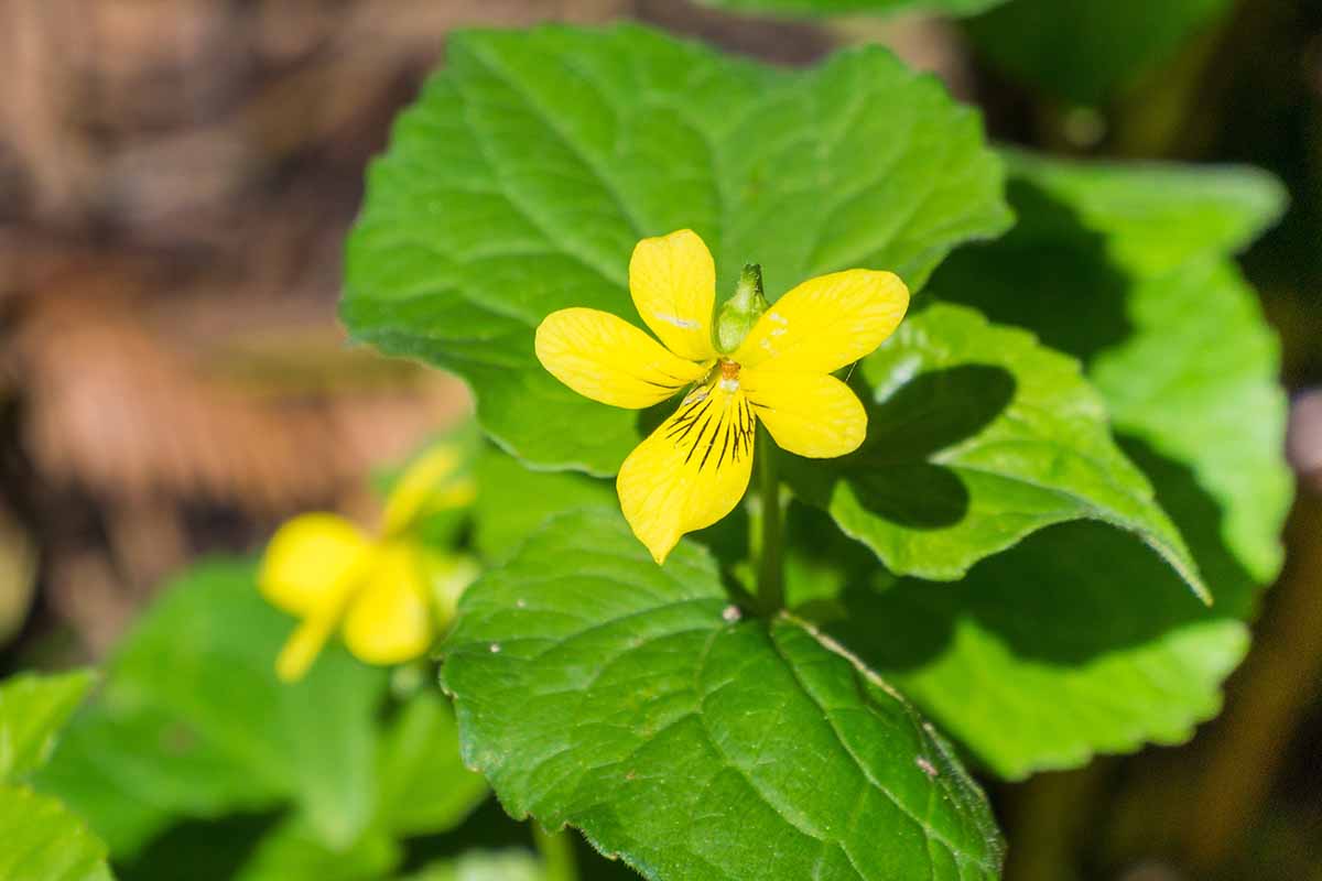 A close up horizontal image of a yellow Redwood violet (Viola sempervirens) pictured in bright sunshine.