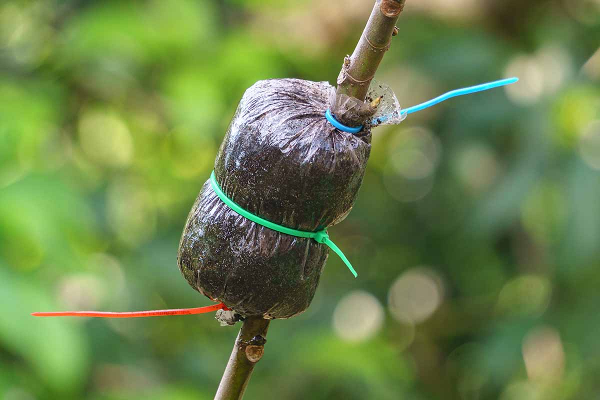 A horizontal image showing the process of air layering a branch with peat moss secured in a plastic covering around a stem, pictured on a soft focus background.