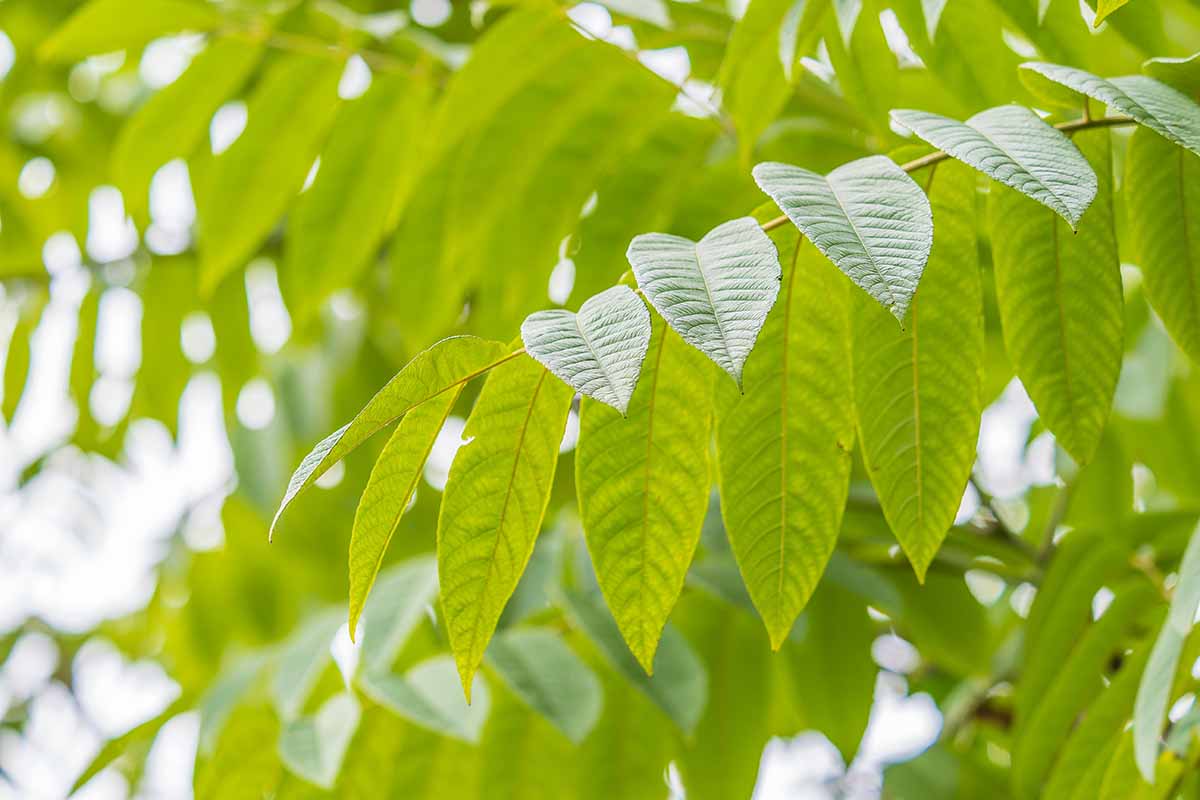A close up horizontal image of the leaves of an ash tree growing in the landscape.