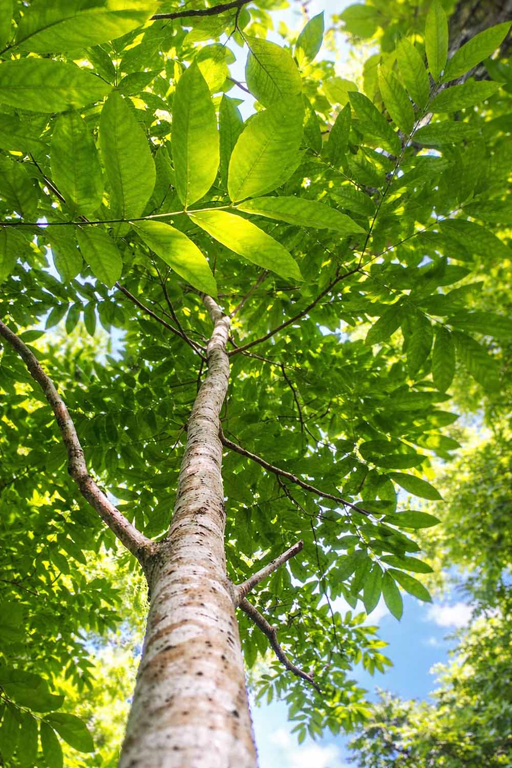 A close up vertical image of a view up into the canopy of a slender ash with sunlight through the foliage.