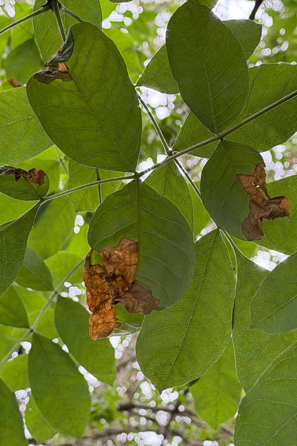 A vertical image of the foliage of an ash tree suffering from anthracnose.