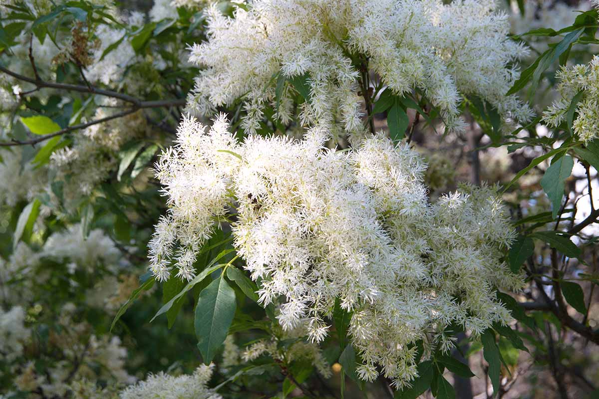 A close up horizontal image of the white flowers of an ash tree growing in the landscape.