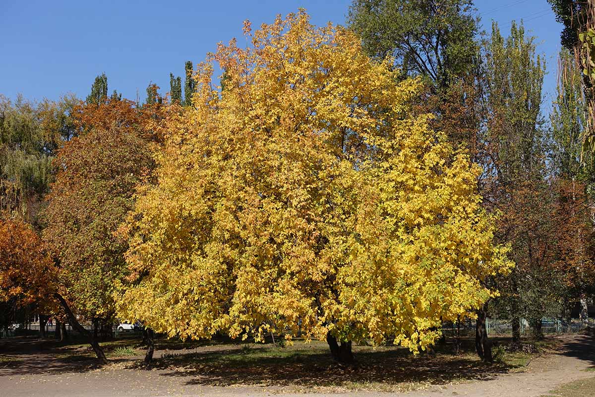 A horizontal image of a large ash tree with yellow fall foliage pictured in bright sunshine.