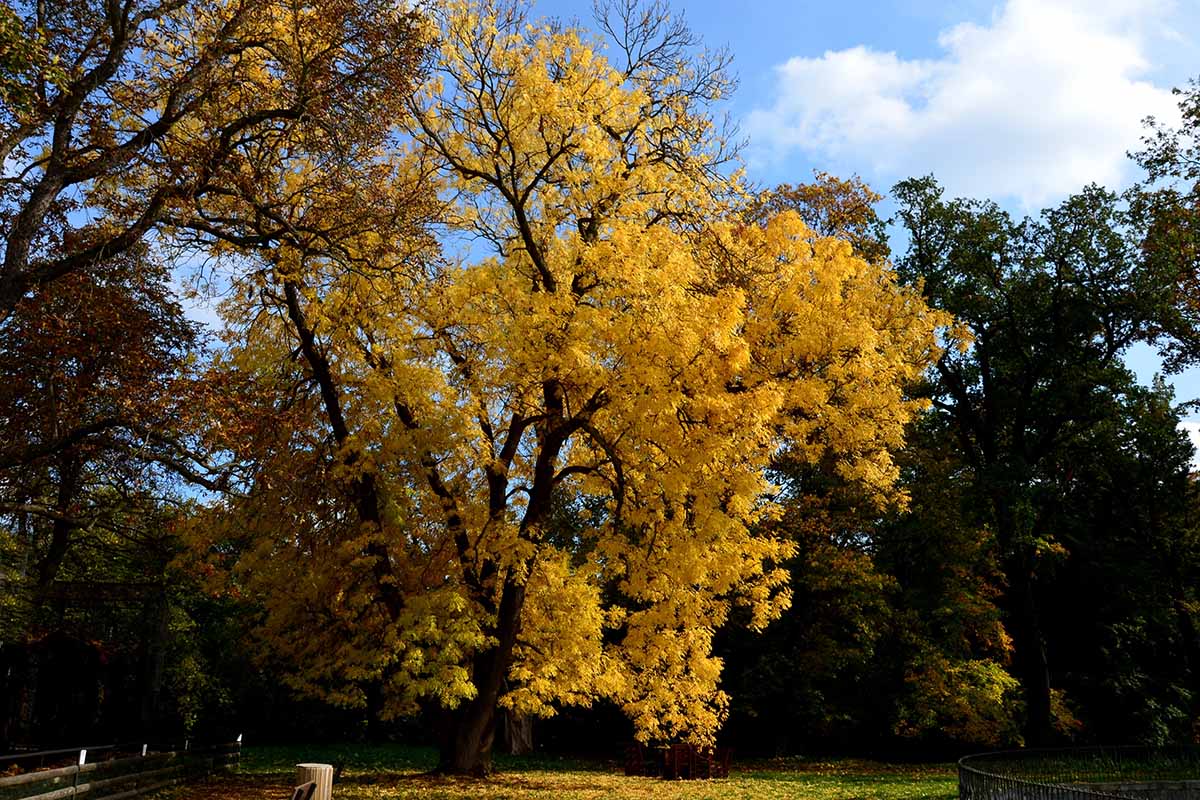 A horizontal image of an American ash tree growing in the landscape resplendent in yellow fall foliage.