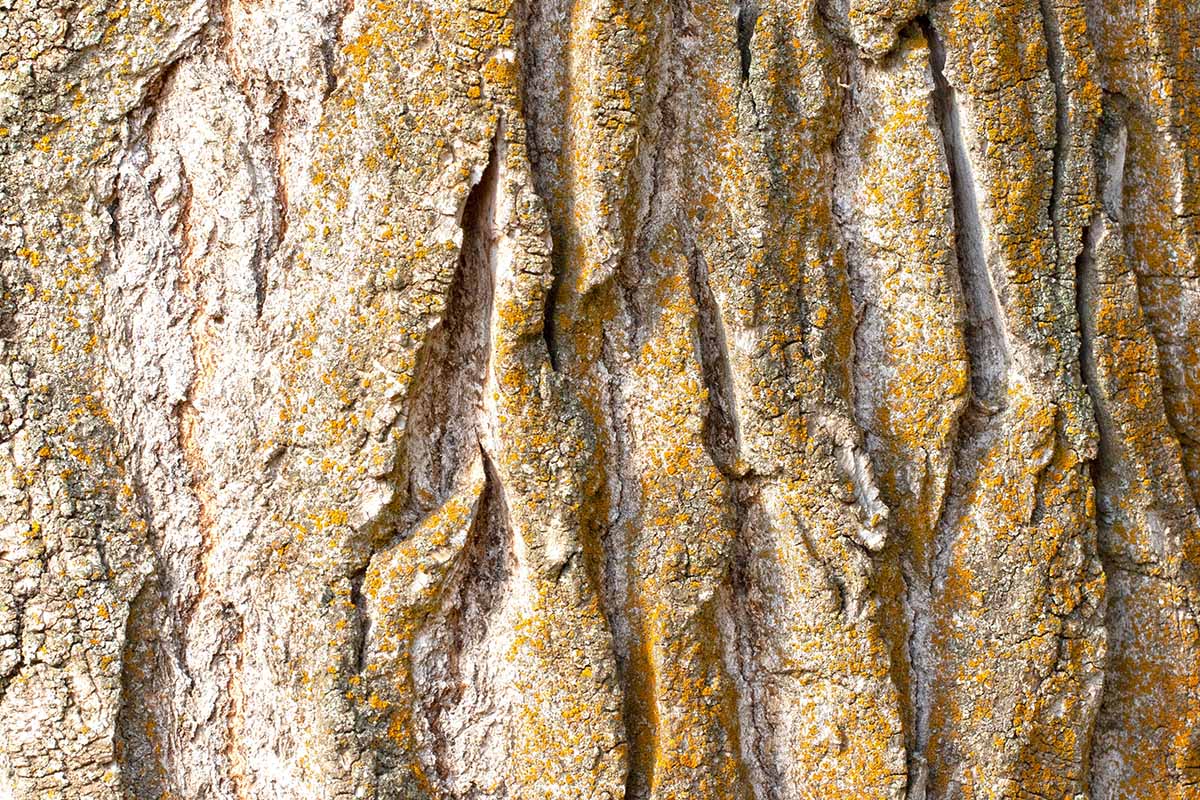 A close up horizontal image of the texture of the bark of an old, mature ash tree.