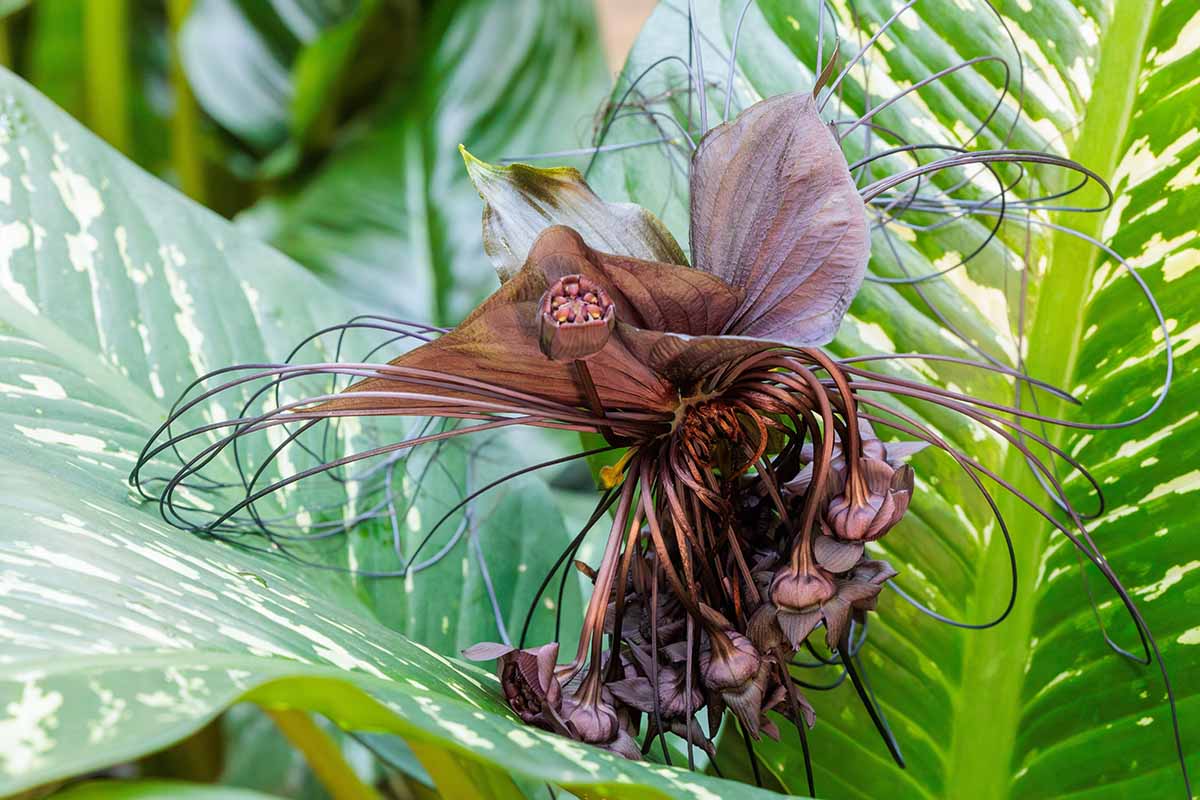 A close up horizontal image of a a single bat flower pictured against variegated glossy foliage.