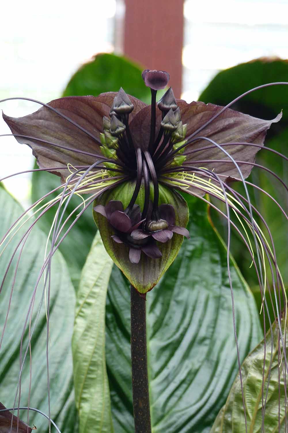A vertical image of a Tacca chantrieri or black bat flower growing in a pot indoors.