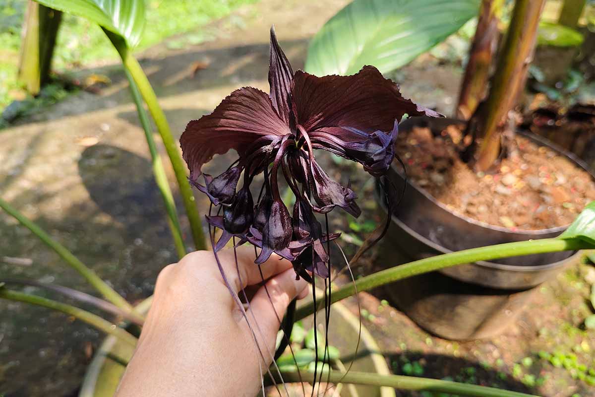 A close up horizontal image of a hand from the bottom of the frame holding a bat flower that's growing in a pot outdoors.