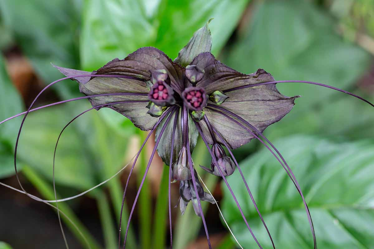 A close up horizontal image of a bat flower (Tacca chantrieri) growing in the garden pictured on a soft focus background.