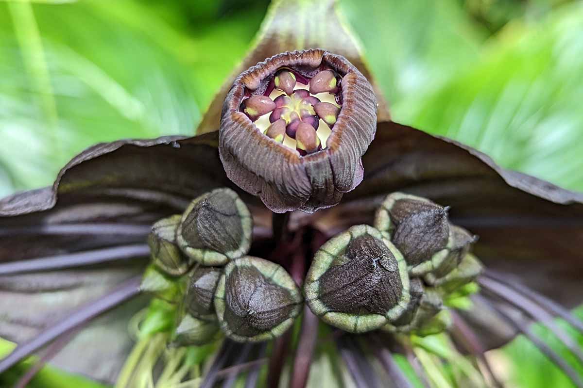 A close up horizontal image of the seeds of a bat flower (Tacca chantrieri) pictured on a soft focus background.
