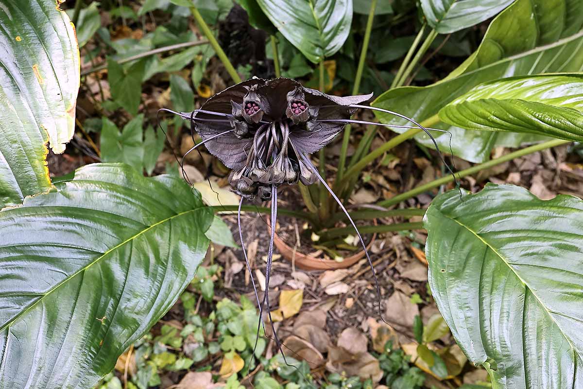 A close up horizontal image of a Tacca chantrieri plant in bloom surrounded by wide, glossy green foliage.