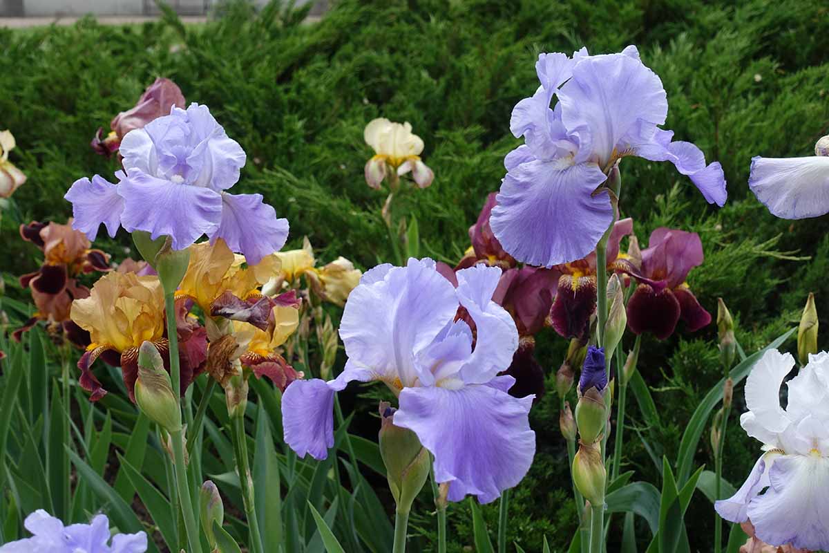A horizontal image of colorful bearded iris flowers growing in the landscape.