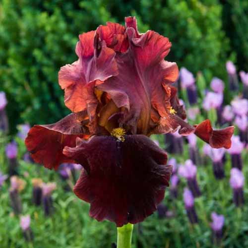 A close up square image of 'Bernice's Legacy' growing in the garden pictured on a soft focus background.